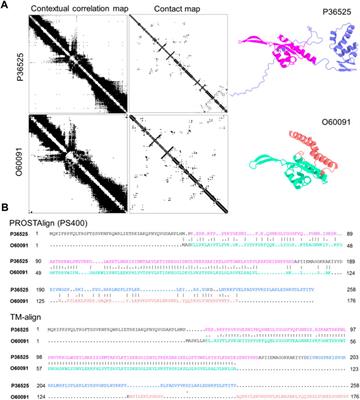 New alignment method for remote protein sequences by the direct use of pairwise sequence correlations and substitutions